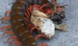 娱乐吃瓜酱的作品鼠体蜈蚣,娱乐吃瓜酱的惊悚奇幻之作