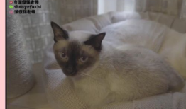 网红张辛苑用的护肤品,揭秘网红护肤秘籍，美丽肌肤的秘密武器