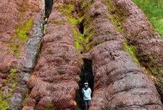 巨根图片,揭秘自然界中的奇特植物现象