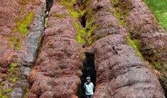 巨根图片,揭秘自然界中的奇特植物现象