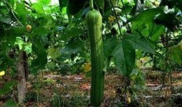 吃瓜百科,揭秘娱乐圈幕后真相与趣味故事