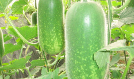 娱乐吃瓜壁纸高清竖屏,一网打尽娱乐圈新鲜事